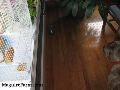 A blue-nose brindle pit bull terrier dog is walking past the white bird cage on the sill of a bay window.