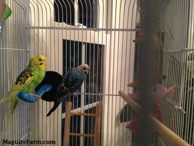 A green and yellow with black parakeet is perched on a blue scratch post and A blue with white and black parakeet is hanging on to the side of the cage.