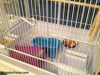A blue with white and black parakeet is sitting in a purple cup with a blue pool of water in front of it. There is a feed bowl, water bowl and a plate of Vegetables inside the white cage.
