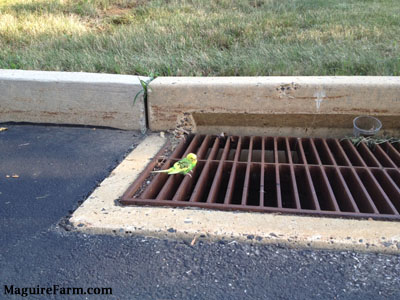 A green and yellow with black parakeet is standing on a storm drain grate outside in a street.