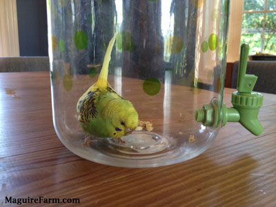 A green and yellow with black parakeet is inside at the bottom of an ice tea pitcher with granola food next to it. There is a green spout on the jar