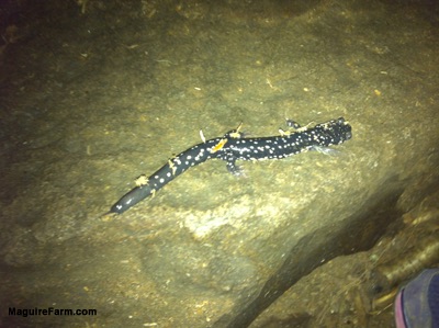 A slimy black with white dotted Salamander is walking on a rock