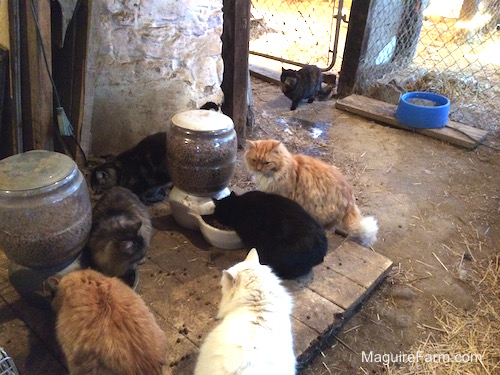 Six cats inside of a barn eating food from two big food dispensers