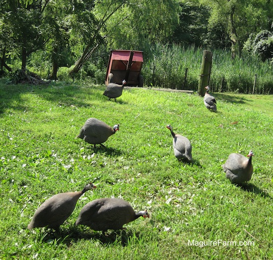 Seven gray guinea fowl eating and walking in a yard. There is a red cart in the background.