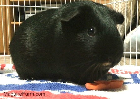 Close Up - A black guinea pig on a towel with a partially chewed carrot in front of it
