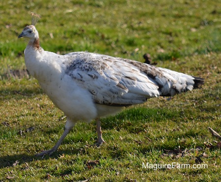 Close Up - A white, tan with black peahen is moving across a field