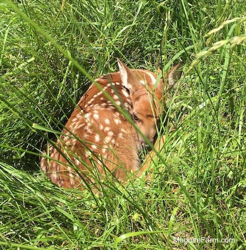 A brown with white spotted fawn laying down in tall grass