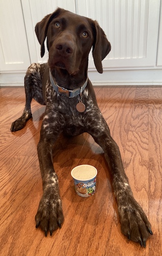A German Shorthair Pointer laying on a hardwood floor with a cup of dog ice cream in front of  him.